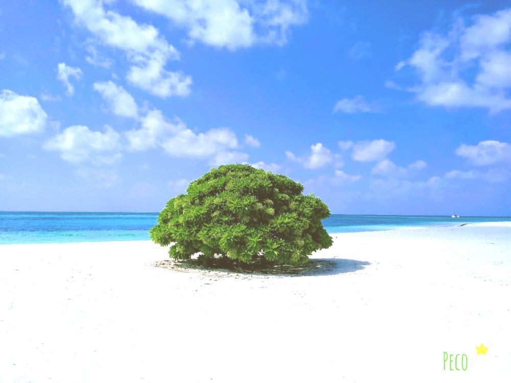 モルディブのビーチと木
